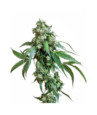 Semillas Jack Flash 5 feminizadas de Sensi Seed