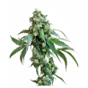 Semillas Jack Flash 5 feminizadas de Sensi Seed