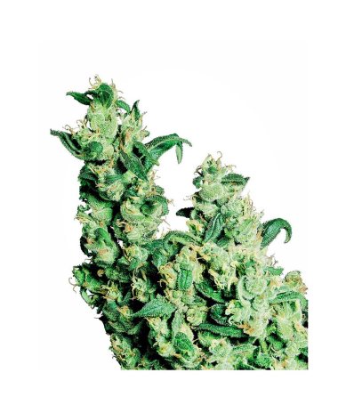 Semillas Jack Herer Fem. feminizadas de Sensi Seed