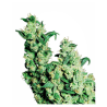 Semillas Jack Herer Fem. feminizadas de Sensi Seed