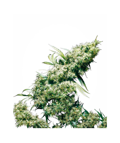 Semillas Jamaican Pearl feminizadas de Sensi Seed