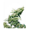 Semillas Jamaican Pearl feminizadas de Sensi Seed
