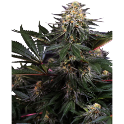 Semillas Lockdown Kush feminizadas de Sensi Seed