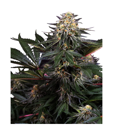 Semillas Lockdown Kush feminizadas de Sensi Seed