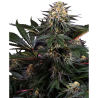Semillas Lockdown Kush feminizadas de Sensi Seed