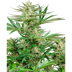Semillas Malibu Gold OG feminizadas de Sensi Seed