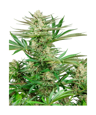 Semillas Malibu Gold OG feminizadas de Sensi Seed