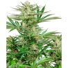 Semillas Malibu Gold OG feminizadas de Sensi Seed