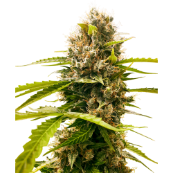 Semillas Mandarin Punch feminizadas de Sensi Seed
