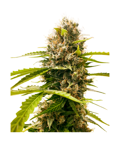 Semillas Mandarin Punch feminizadas de Sensi Seed