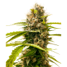 Semillas Mandarin Punch feminizadas de Sensi Seed