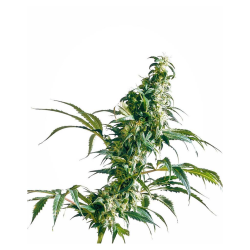 Semillas Mexican Sativa feminizadas de Sensi Seed
