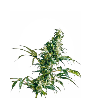 Semillas Mexican Sativa feminizadas de Sensi Seed