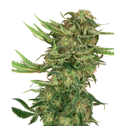 Semillas N13 Kush feminizadas de Sensi Seed