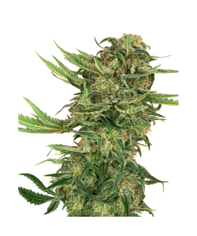 Semillas N13 Kush feminizadas de Sensi Seed
