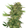 Semillas N13 Kush feminizadas de Sensi Seed