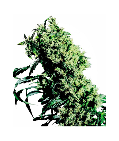 Semillas NL5 x Haze Fem. feminizadas de Sensi Seed