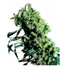 Semillas NL5 x Haze Fem. feminizadas de Sensi Seed