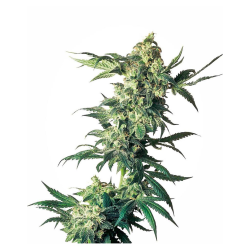 Semillas Northern Lights feminizadas de Sensi Seed
