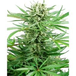 Semillas Papi Chulo OG feminizadas de Sensi Seed