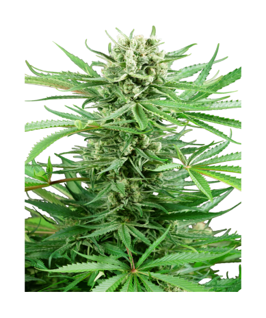 Semillas Papi Chulo OG feminizadas de Sensi Seed