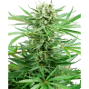 Semillas Papi Chulo OG feminizadas de Sensi Seed
