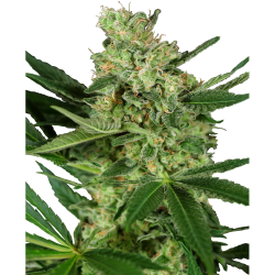 Semillas Pumpkin Spice feminizadas de Sensi Seed