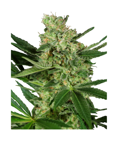 Semillas Pumpkin Spice feminizadas de Sensi Seed