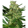 Semillas Pumpkin Spice feminizadas de Sensi Seed