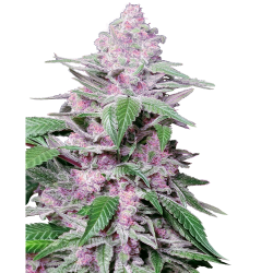 Semillas Purple Cookie Kush feminizadas de Sensi Seed