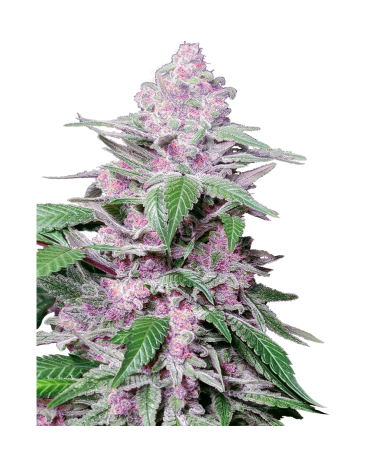 Semillas Purple Cookie Kush feminizadas de Sensi Seed