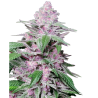 Semillas Purple Cookie Kush feminizadas de Sensi Seed