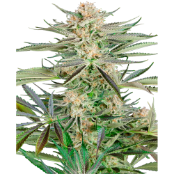 Semillas Screwdriver OG feminizadas de Sensi Seed