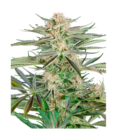 Semillas Screwdriver OG feminizadas de Sensi Seed