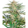 Semillas Screwdriver OG feminizadas de Sensi Seed