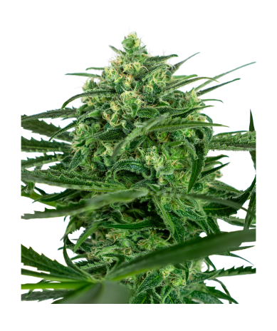 Semillas Sensi Amnesia feminizadas de Sensi Seed