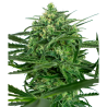 Semillas Sensi Amnesia feminizadas de Sensi Seed