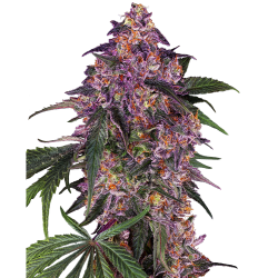 Semillas Sensi Purple Kush feminizadas de Sensi Seed