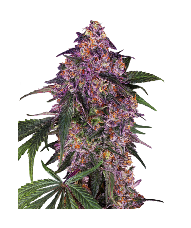 Semillas Sensi Purple Kush feminizadas de Sensi Seed