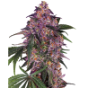 Semillas Sensi Purple Kush feminizadas de Sensi Seed