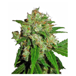 Semillas Sensi Skunk feminizadas de Sensi Seed