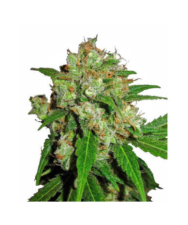 Semillas Sensi Skunk feminizadas de Sensi Seed