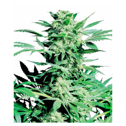 Semillas Shiva Skunk feminizadas de Sensi Seed
