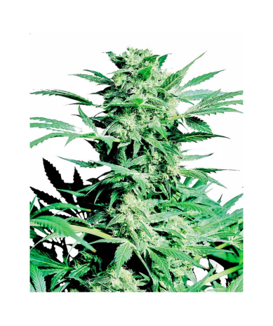 Semillas Shiva Skunk feminizadas de Sensi Seed