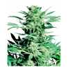 Semillas Shiva Skunk feminizadas de Sensi Seed