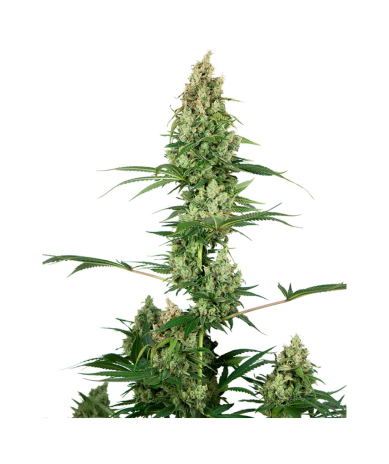 Semillas Silver Fire feminizadas de Sensi Seed