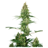 Semillas Silver Fire feminizadas de Sensi Seed