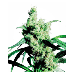 Semillas Silver Haze feminizadas de Sensi Seed