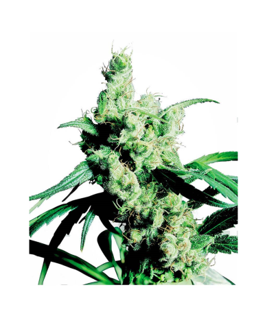 Semillas Silver Haze feminizadas de Sensi Seed