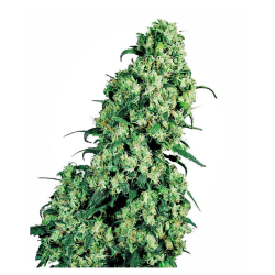Semillas Skunk Nº1 Fem. feminizadas de Sensi Seed
